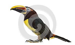 Green aracari isolated on white