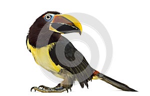 Green aracari isolated on white