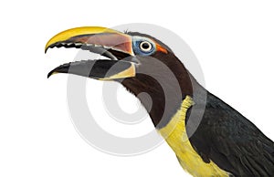 Green aracari opening his beak isolated on white