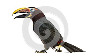 Green aracari opening his beak isolated on white