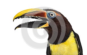 Green aracari opening his beak isolated on white