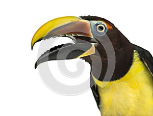 Green aracari opening his beak isolated on white