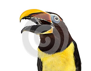 Green aracari opening his beak isolated on white