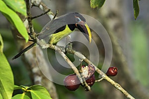 Green Aracari, Pteroglossus viridis