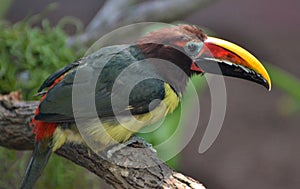 Green Aracari Pteroglossus viridis