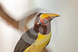 Green Aracari (Pteroglossus viridis) in Amazon Rainforest