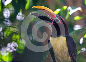 Green Aracari (Pteroglossus viridis) Outdoors