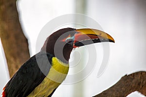 Green Aracari (Pteroglossus viridis) Outdoors