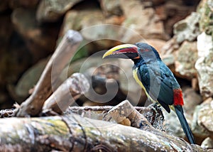 Green Aracari (Pteroglossus viridis) Outdoors