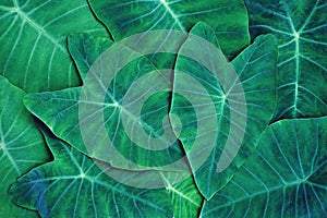 Green araceae leaf texture pattern, beautiful nature texture background concept