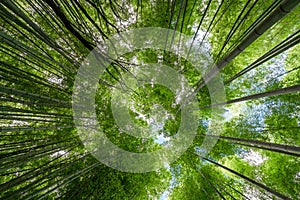 The green Arashiyama bamboo grove as seen from below