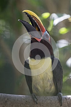 Green AraÃ§ari Pteroglossus viridis