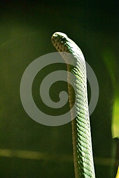Green Arboreal Snake Rearing Up in Defence