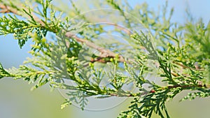 Green Arborvitae. Green Autumn Thuja. Vergreen Tree In Garden Decoration. Rack focus.