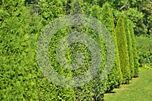 Green arborvitae planted in a row and trimmed