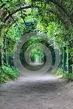 Green arch with a lattice