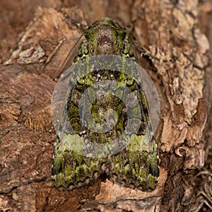 Green arches & x28;Anaplectoides prasina& x29; moth