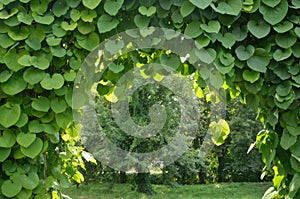 Green archway in a garden.