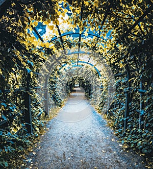 Green archway in a garden. Peterghof.St.Peterburg