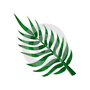 Green areca palm leaf vector Illustration