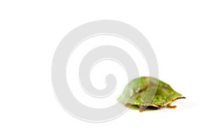 Green armor beetle isolated in white