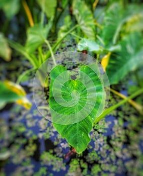 Green aroid leaves in water