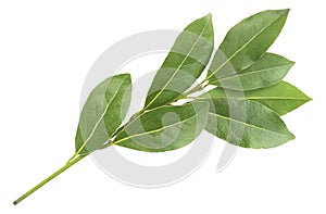 Green aromatic bay leaf branch photo, isolated on white. Laurel twigs. Photo of laurel bay harvest for eco cookery business. Antio