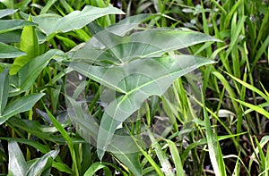 Green Arrow Arum plant at Phinizy Swamp Nature Park, Georgia