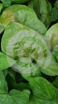 Green Arrowhead Plant