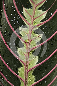 Green arrowroot leaf with red graphic stripes. Arrowroot family