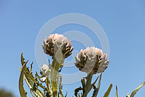 Green artichoke Cynara cardunculus