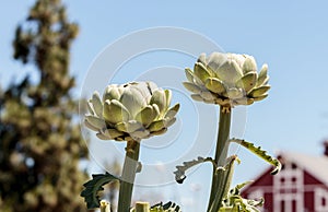 Green artichoke Cynara cardunculus