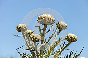 Green artichoke Cynara cardunculus