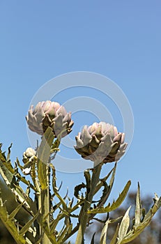 Green artichoke Cynara cardunculus