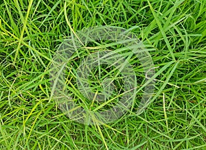 Green artificial grass textures background.