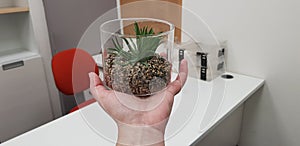 Green artificial succulent plant in transparent plastic can on human hand