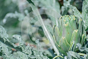 Green artishocs leaves in garden