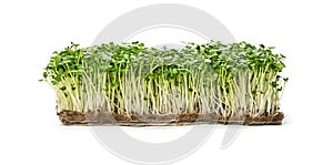 Green arugula microgreen isolated on white