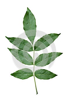 Green ash leaf.