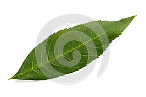Green ash leaf photo