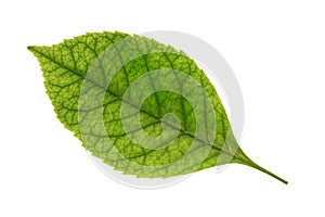 Green ash leaf isolated on white background.