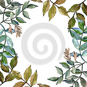 Green ash leaves. Leaf plant botanical garden floral foliage. Frame border ornament square.