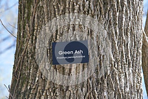 Green Ash Tree