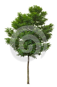 Green ash tree isolated on white background