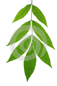 Green ash tree leaf
