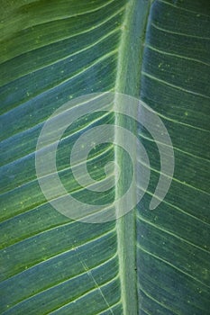 Green asian banana leaf close-up