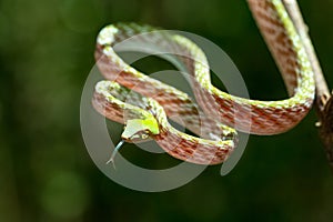 Green Asian Vine Snake Ahaetulla prasina