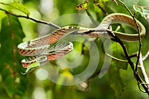 Green Asian Vine Snake Ahaetulla prasina