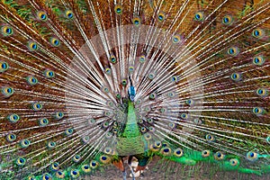 Green Asiatic peafowl with fanned colorful tail