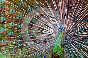 Green Asiatic peafowl with fanned colorful tail